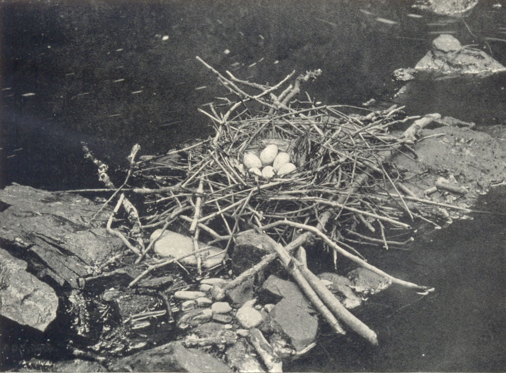 BIRDS. Water Hen's Nest 1912 old antique vintage print picture